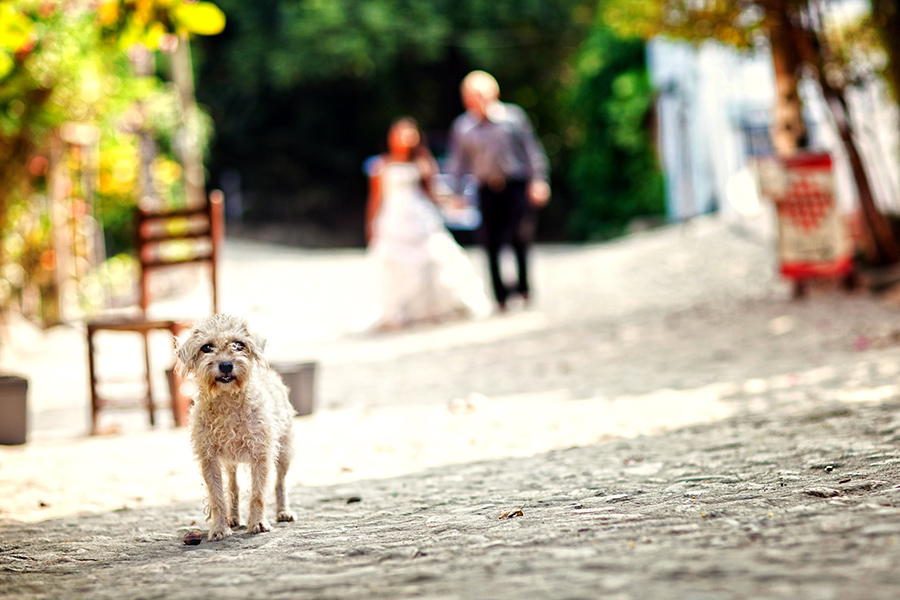 Puppy in foreground :: Destination Wedding Photography by infusedstudios.ca